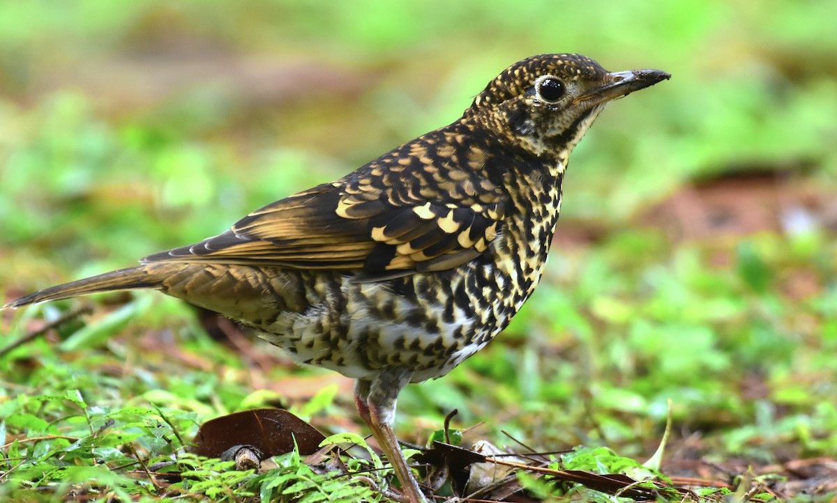 Scaly Thrush - ML416952401
