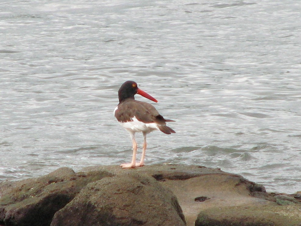 American Oystercatcher - ML416954311