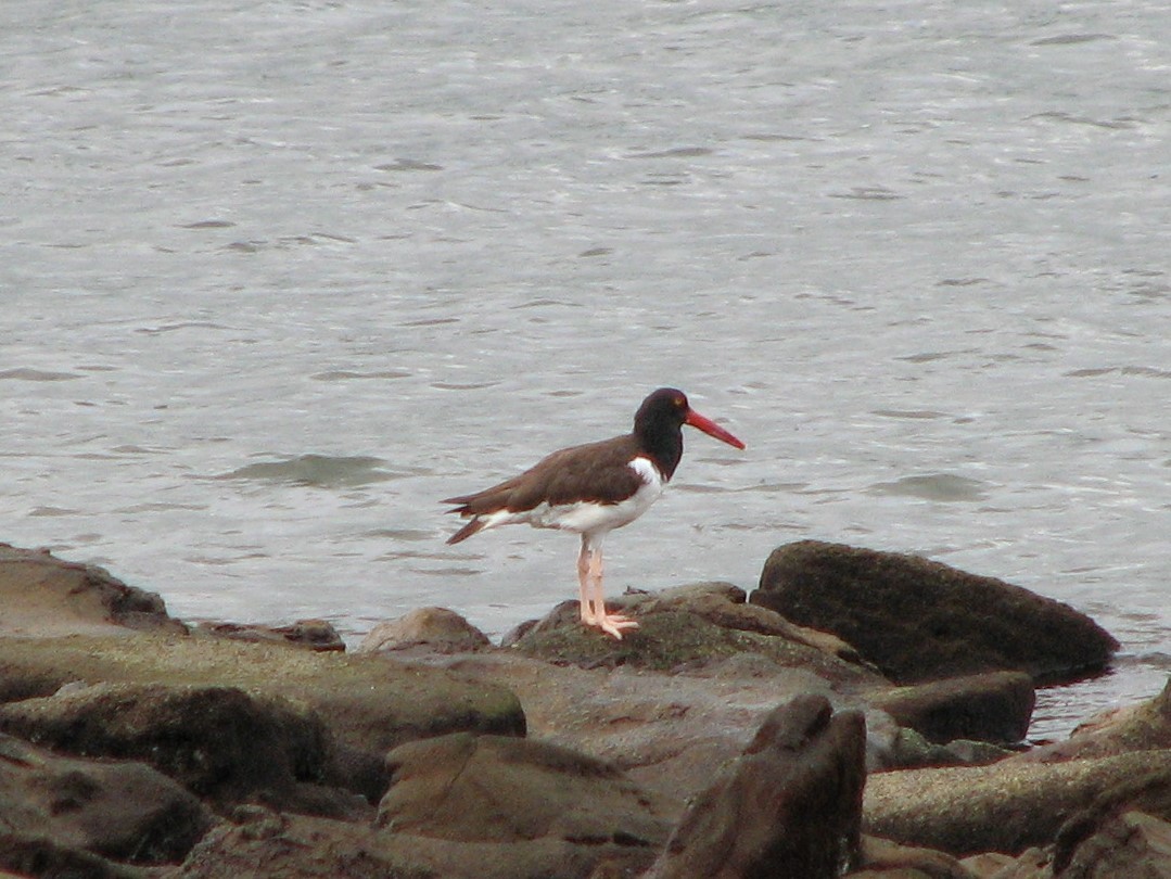 American Oystercatcher - Selvino de Kort