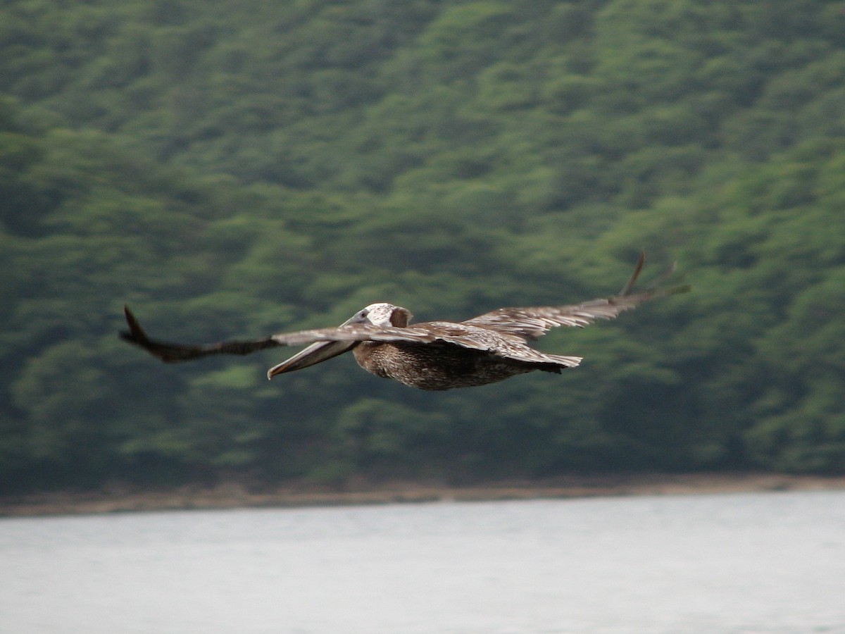 Brown Pelican - ML416954471