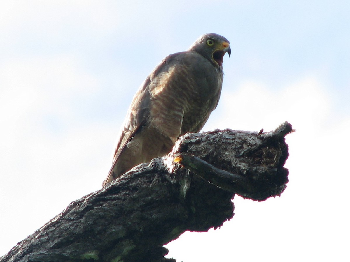 Roadside Hawk - Selvino de Kort