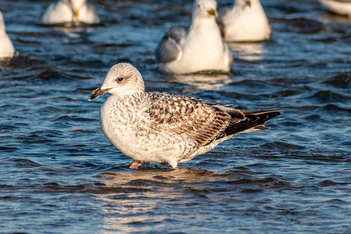 Yellow-legged Gull - ML416955991