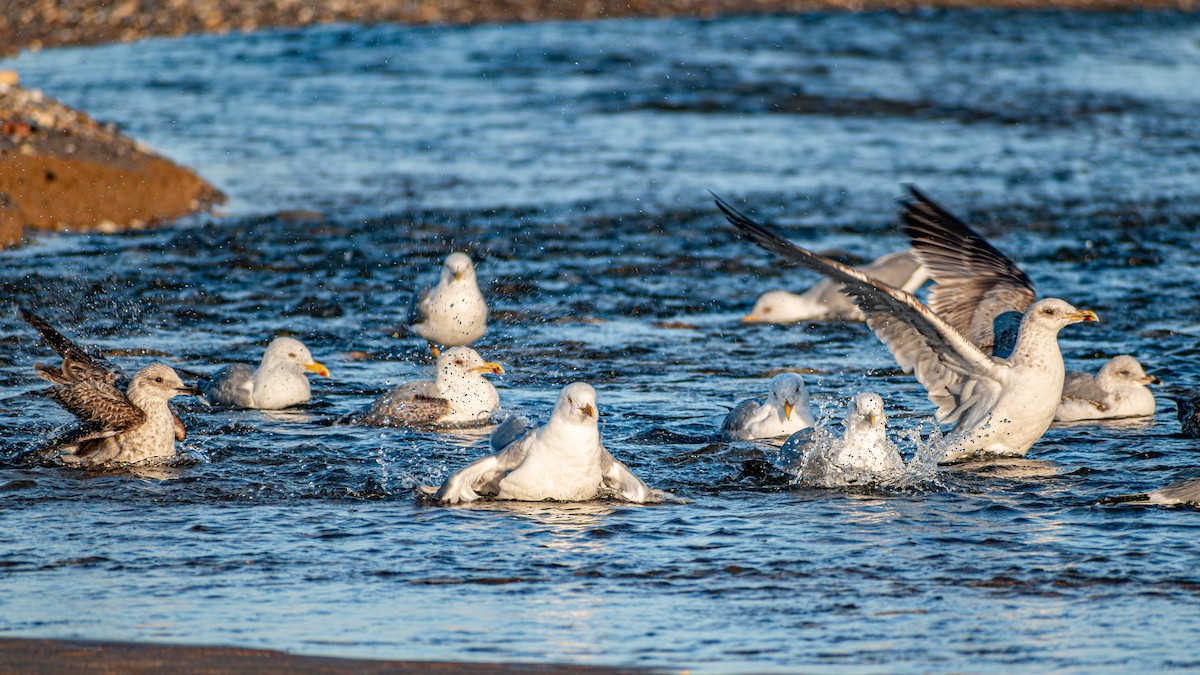 Yellow-legged Gull - ML416956001