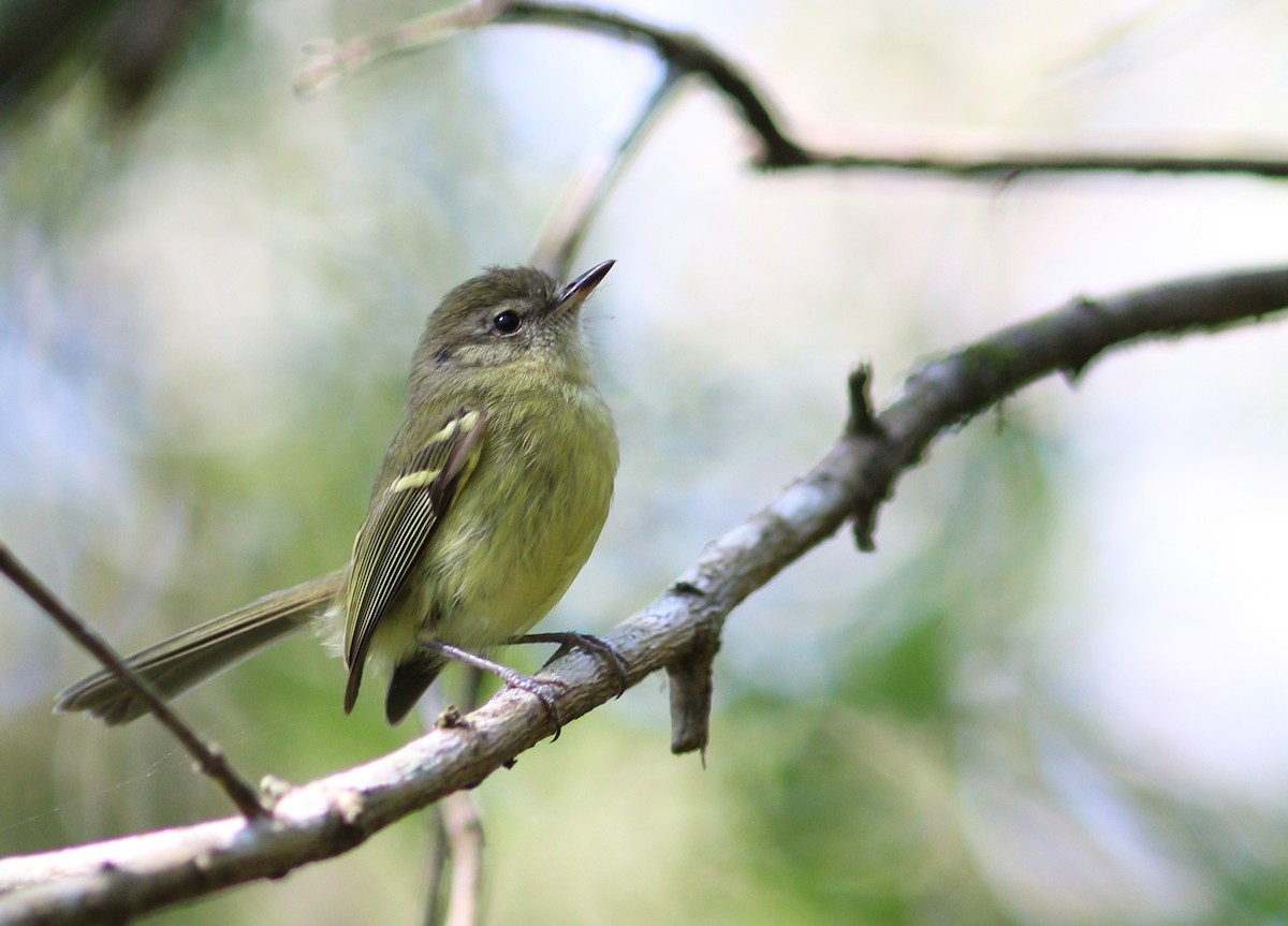 Mottle-cheeked Tyrannulet - Paulo Krieser