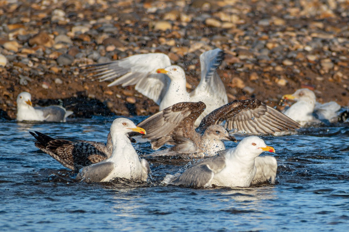 Yellow-legged Gull - ML416956041