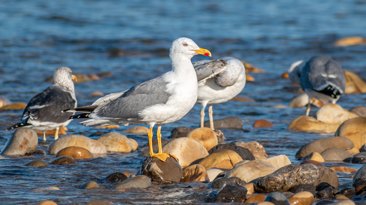 Yellow-legged Gull - ML416956111