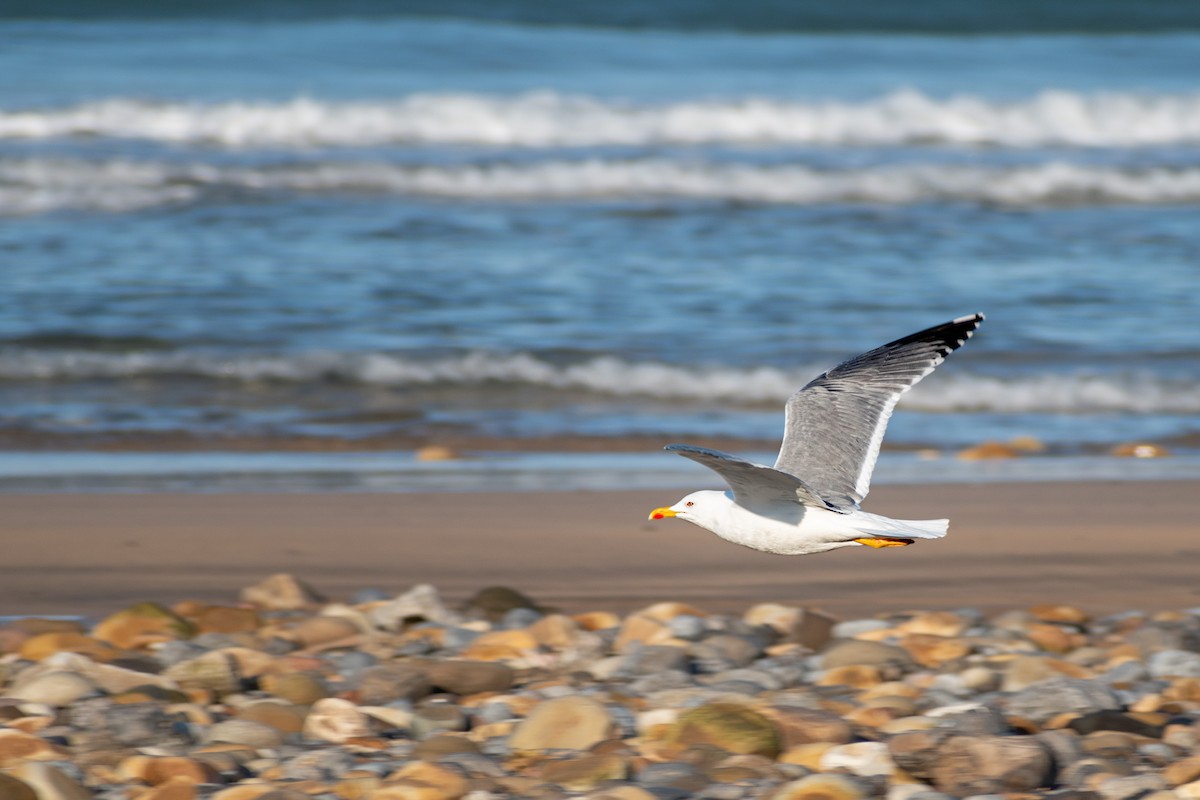 Yellow-legged Gull - ML416956121