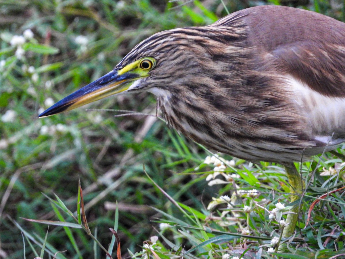 Indian Pond-Heron - ML416956761