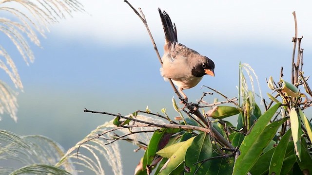 Black-throated Saltator - ML416957451