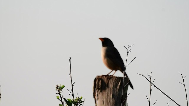 Black-throated Saltator - ML416957691