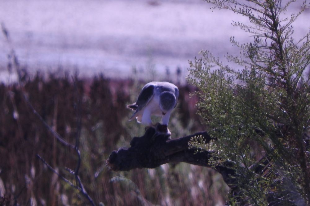 Black-winged Kite - ML416958011