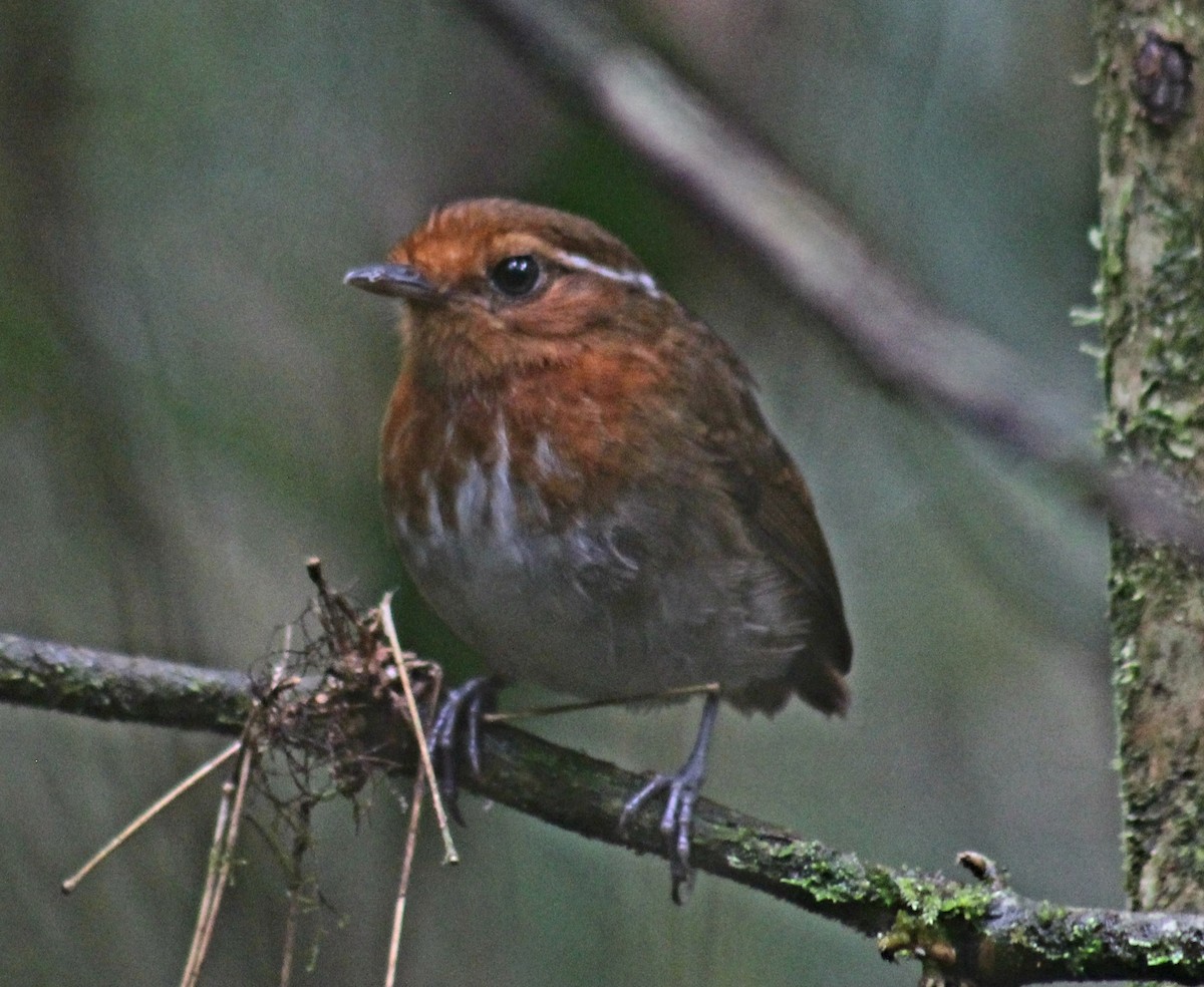 Chestnut-crowned Gnateater - ML416958411