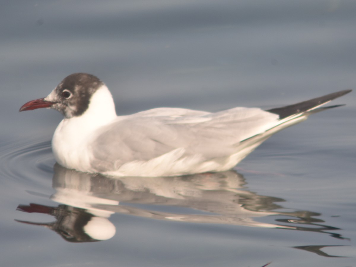 Black-headed Gull - ML416959271