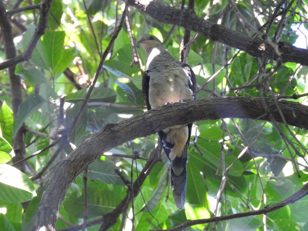 Mountain Imperial-Pigeon - ML416960171