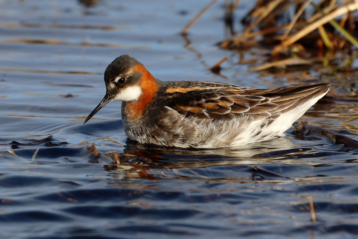 Red-necked Phalarope - ML416960331