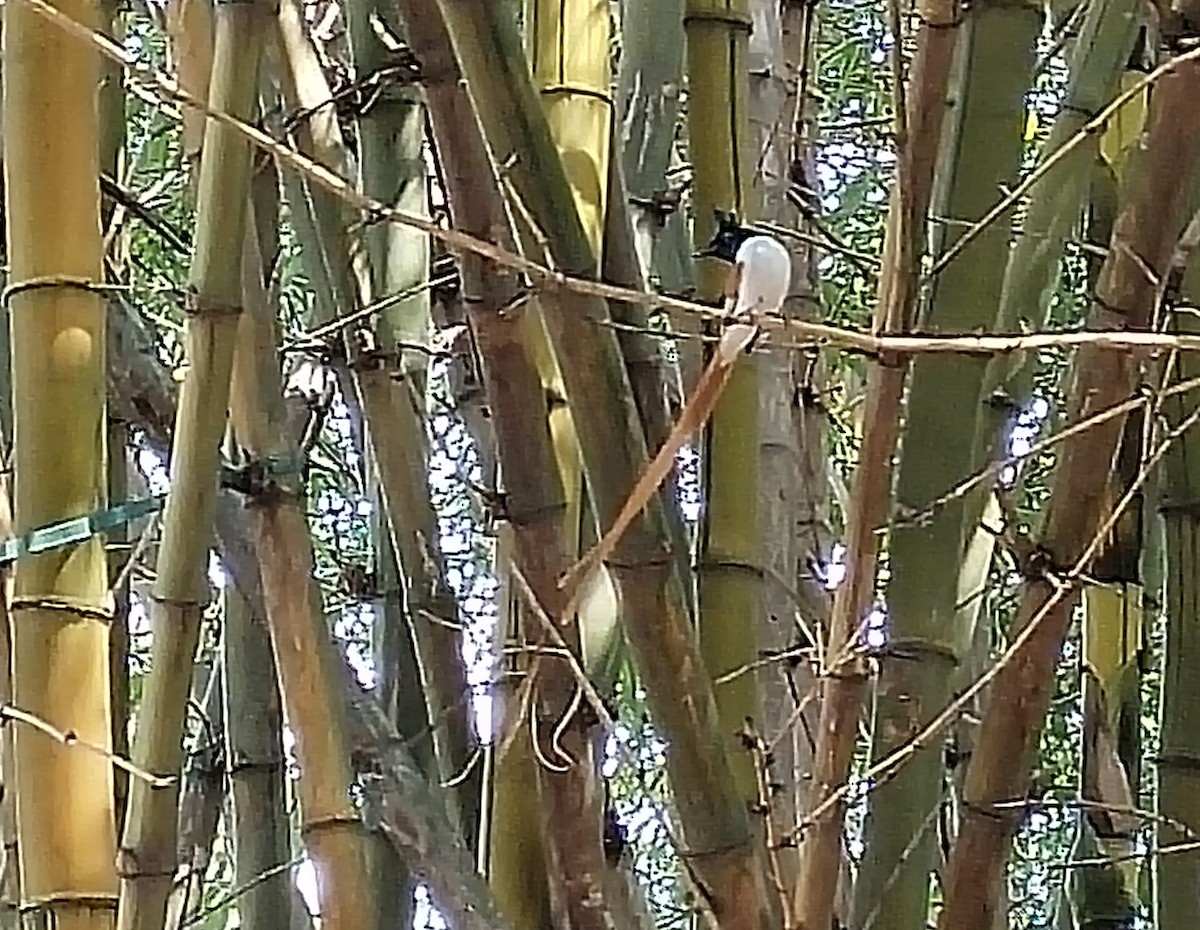 Indian Paradise-Flycatcher - Renjitha Gopurappilly