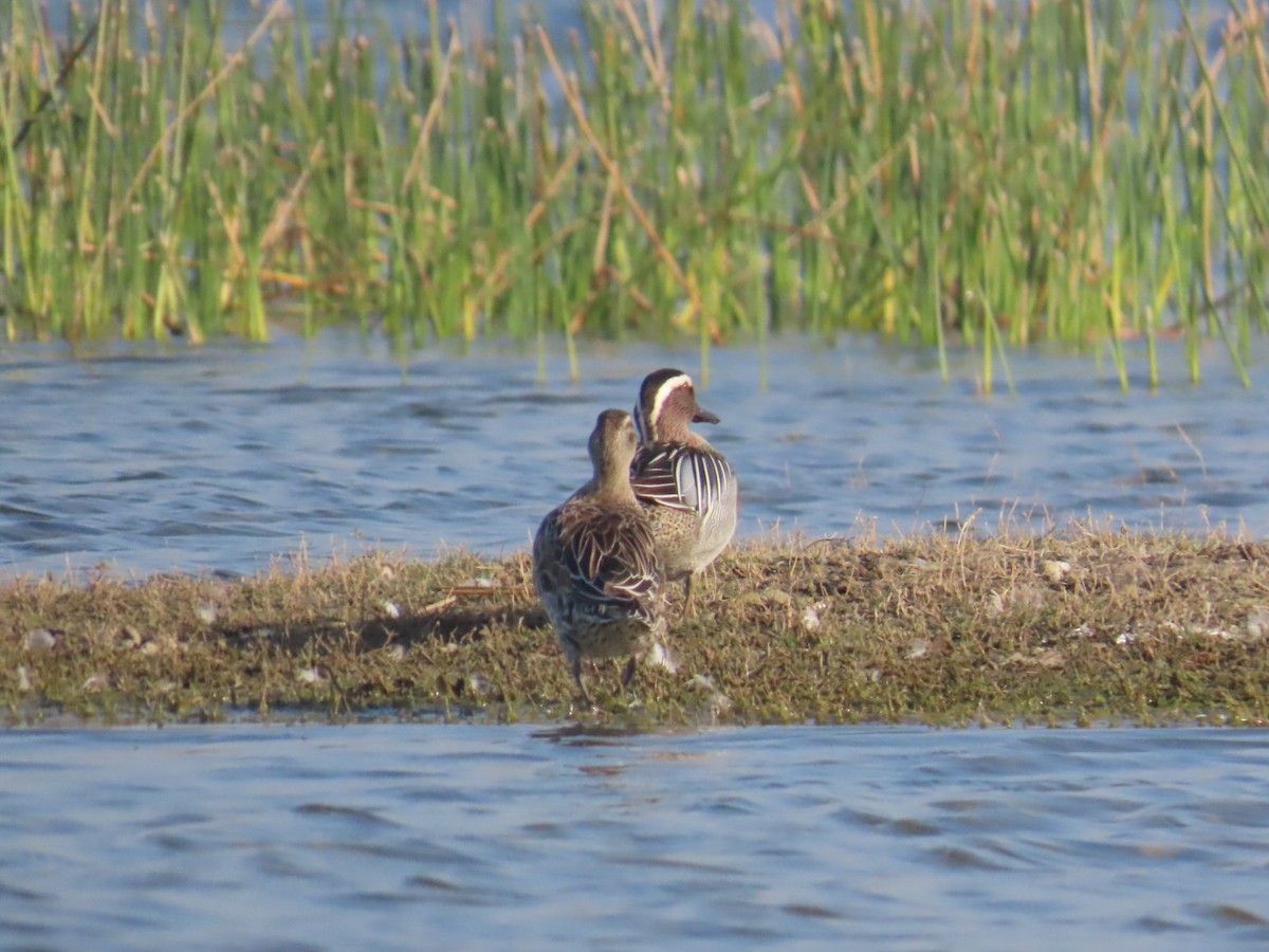 Garganey - ML416963471