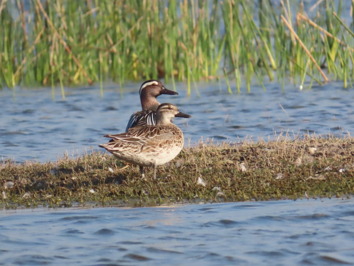 Garganey - ML416963481