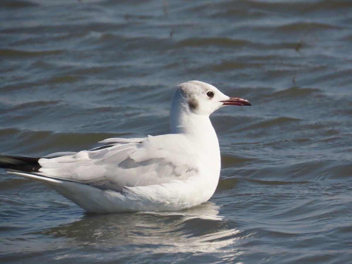 Black-headed Gull - ML416964931