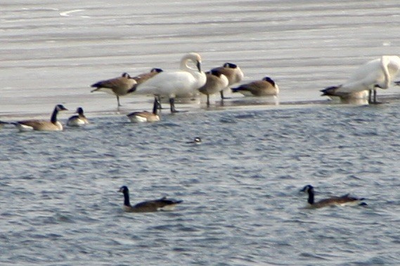 Bufflehead - ML416965211