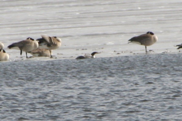 Common Merganser - ML416965241