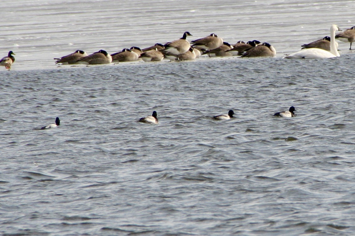 Lesser Scaup - ML416965281