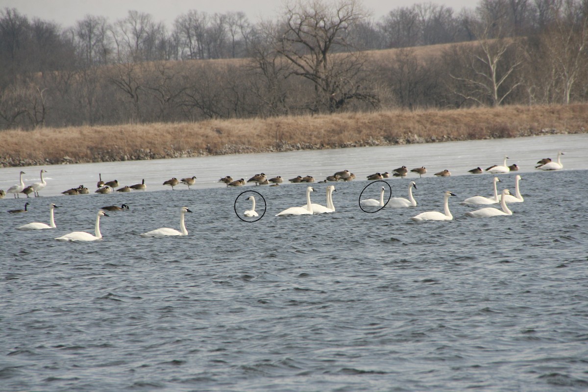 Tundra Swan - ML416965491