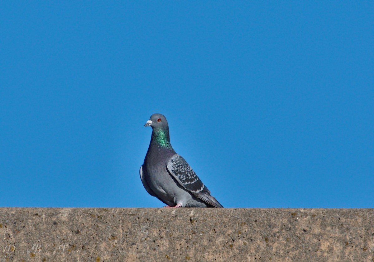 Rock Pigeon (Feral Pigeon) - ML41696631
