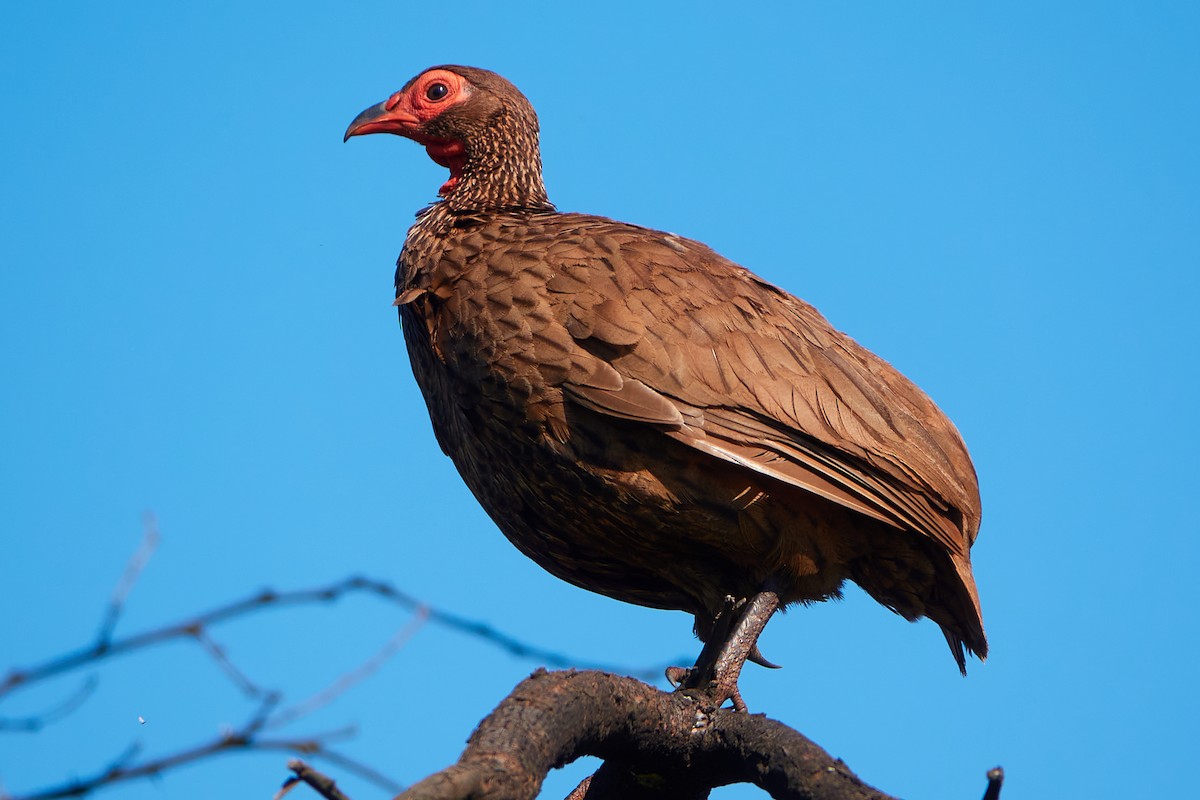 Swainson's Spurfowl - ML416966711