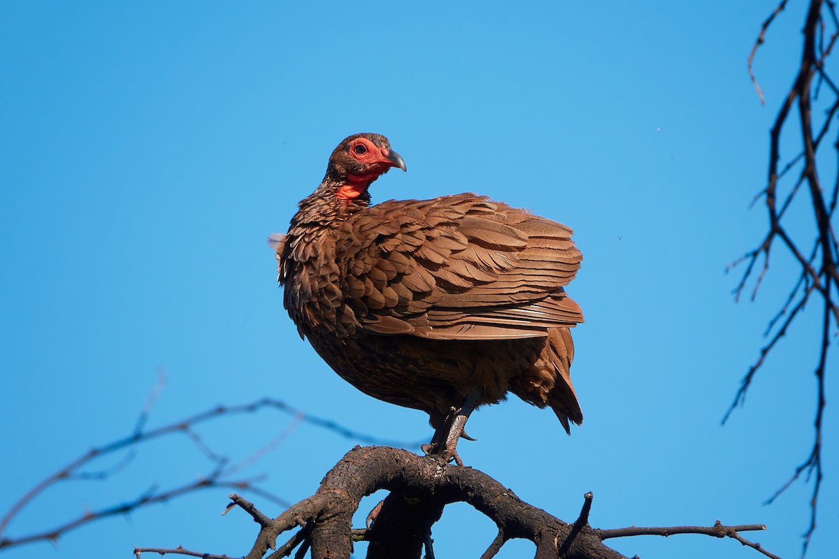 Swainson's Spurfowl - ML416966761