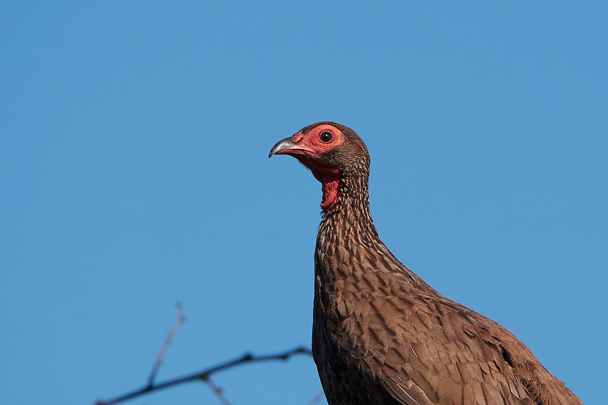 Swainson's Spurfowl - ML416966781