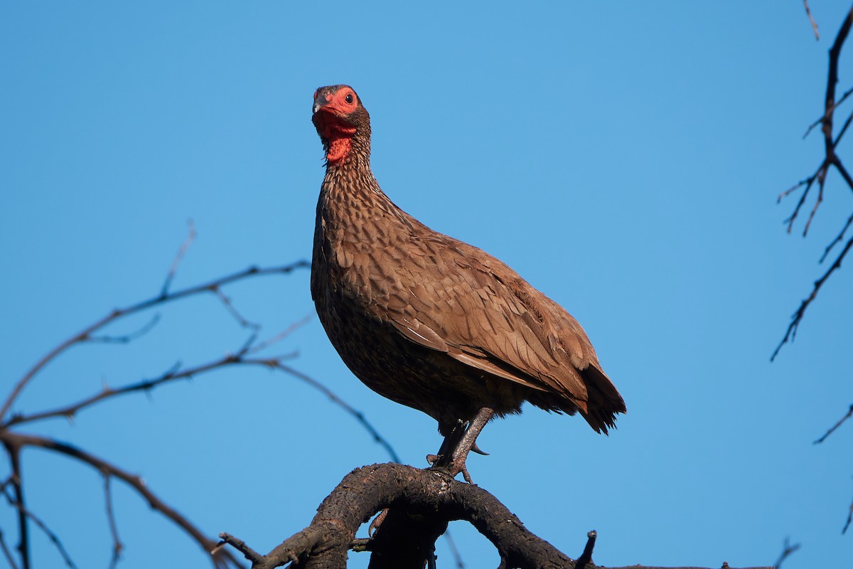 Swainson's Spurfowl - ML416966791