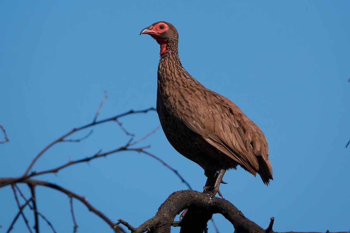 Swainson's Spurfowl - ML416966801