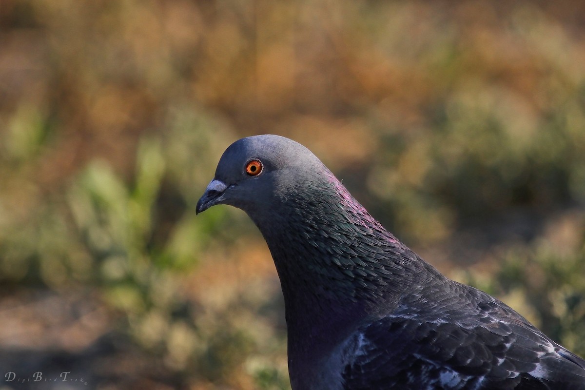 Rock Pigeon (Feral Pigeon) - ML41696691
