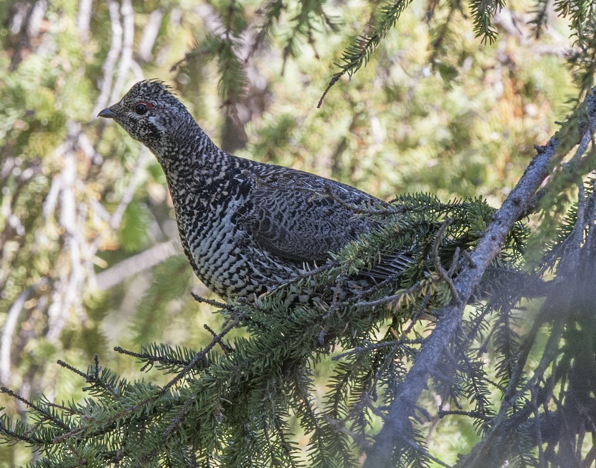 Spruce Grouse - ML41696721