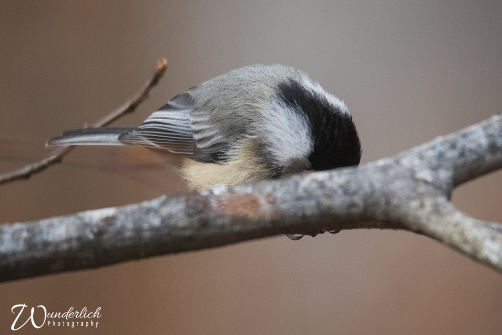 Carolina/Black-capped Chickadee - ML416967231