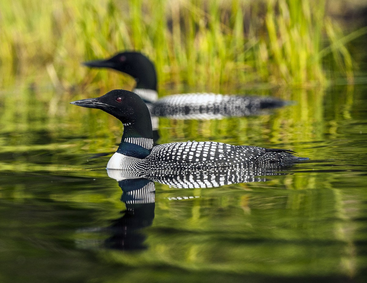 Common Loon - ML41696801