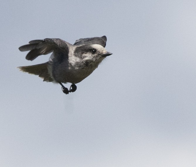 Canada Jay - ML41696871