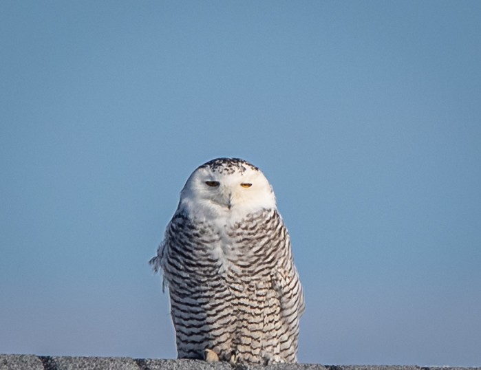 Snowy Owl - bj worth