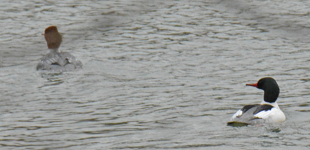 Common Merganser (North American) - ML416970471