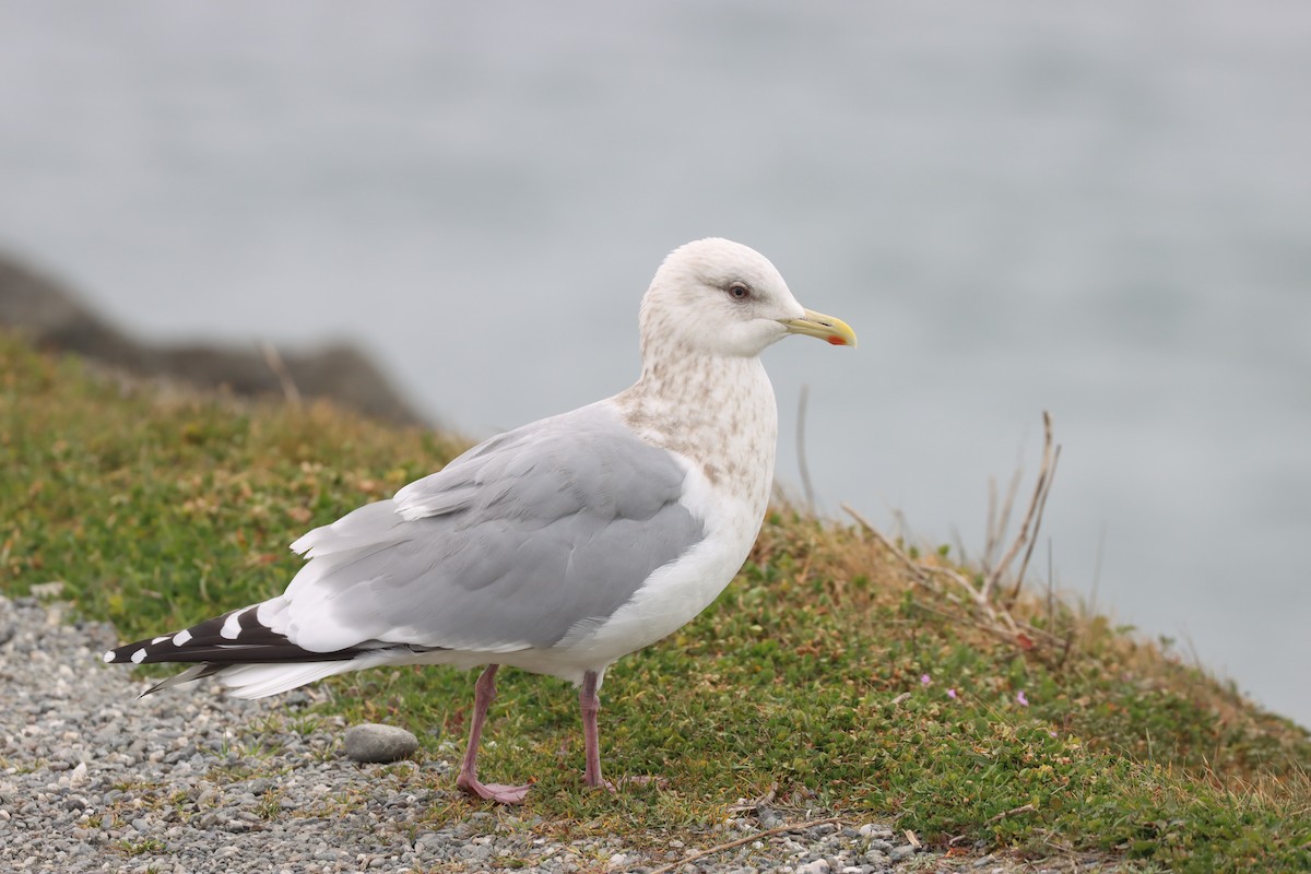 Iceland Gull (Thayer's) - ML416972011