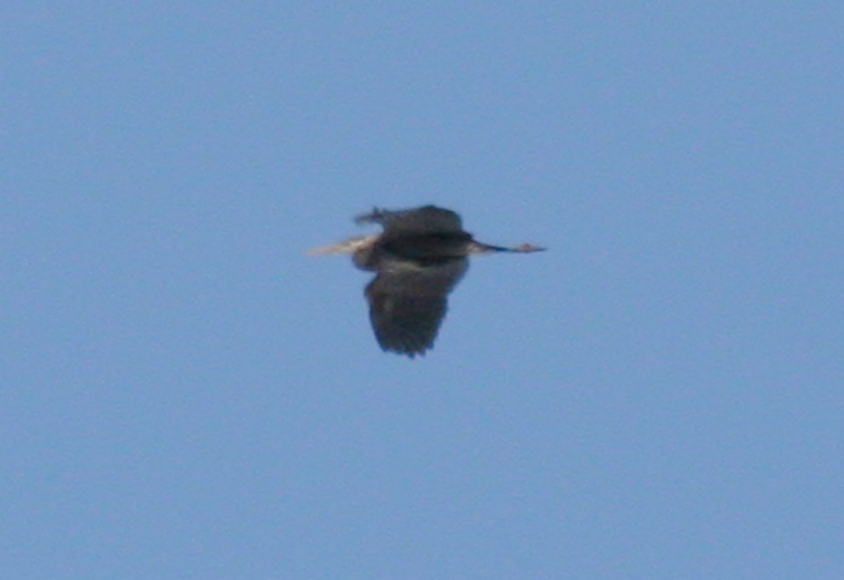 Great Blue Heron - ML416973961