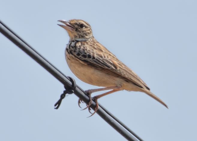 Jerdon's Bushlark - ML416974731