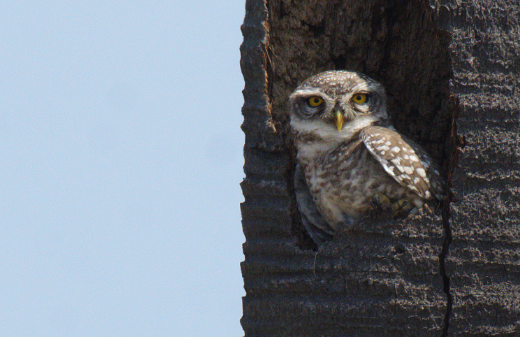 Spotted Owlet - Fareed Mohmed