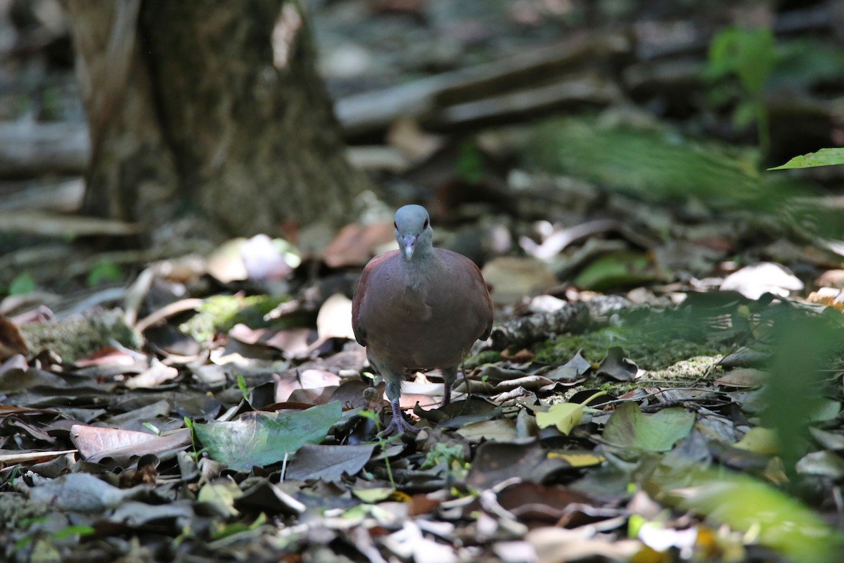 Malagasy Turtle-Dove - Christian H. Schulze