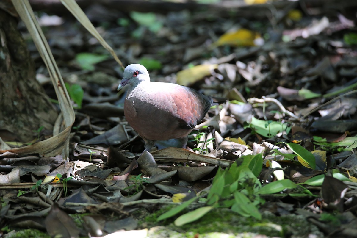 Мадагаскарский голубь - ML416976621