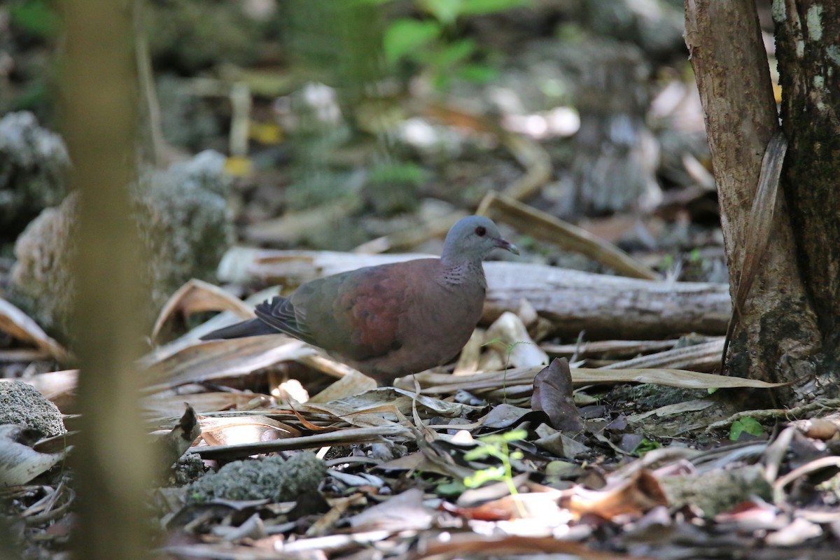 Malagasy Turtle-Dove - ML416976631