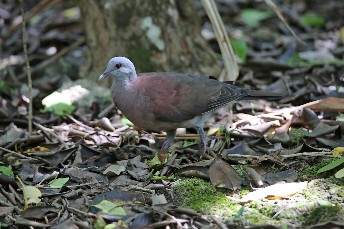 Malagasy Turtle-Dove - Christian H. Schulze