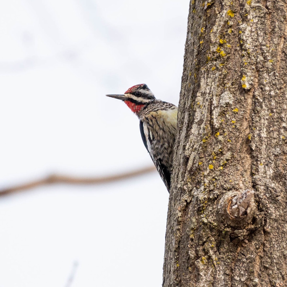 Yellow-bellied Sapsucker - ML416977171