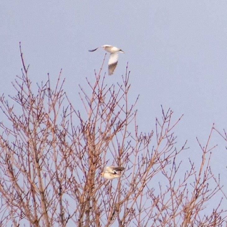 Snow Bunting - ML416977361